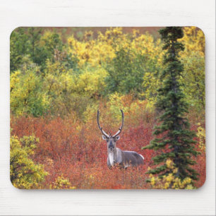 USA, Alaska, Denali National Park. Caribou Mouse Mat