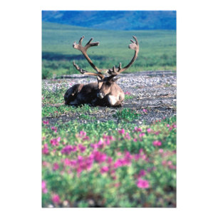 USA, Alaska, Denali National Park, Caribou Photo Print