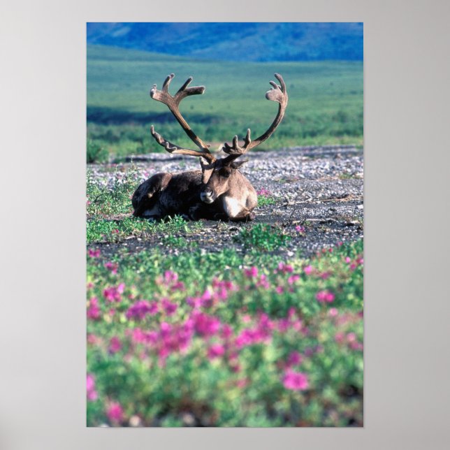 USA, Alaska, Denali National Park, Caribou Poster (Front)