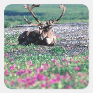 USA, Alaska, Denali National Park, Caribou Square Sticker