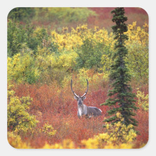 USA, Alaska, Denali National Park. Caribou Square Sticker