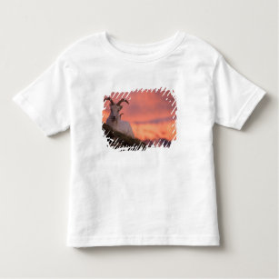 USA, Alaska, Denali National Park, Dall's Toddler T-Shirt