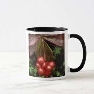 USA, Alaska, Denali National Park. Detail of Mug