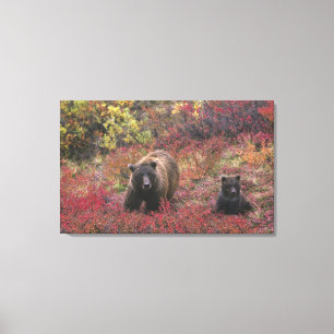 USA, Alaska, Denali National Park. Grizzly bear Canvas Print