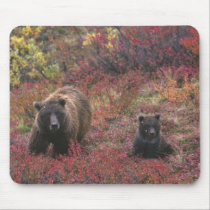 USA, Alaska, Denali National Park. Grizzly bear Mouse Mat