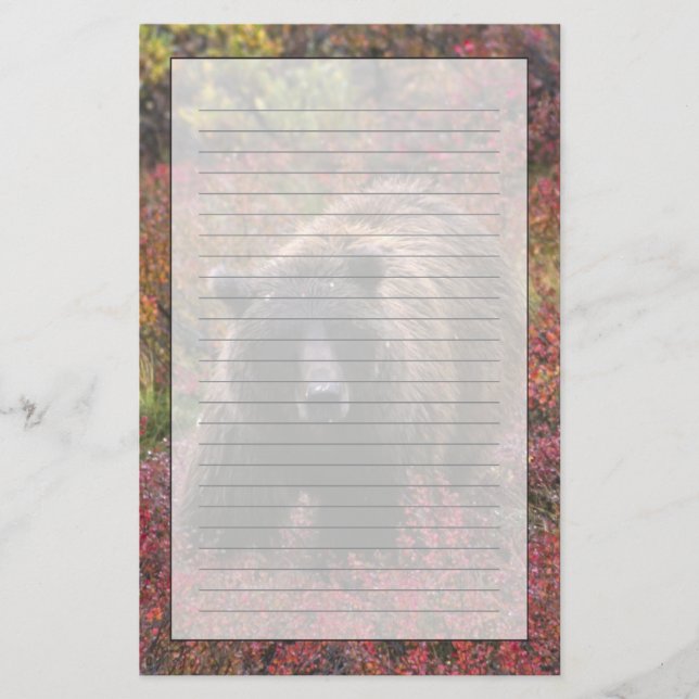 USA, Alaska, Denali National Park. Grizzly bear Stationery (Front)