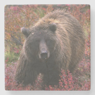 USA, Alaska, Denali National Park. Grizzly bear Stone Coaster
