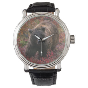 USA, Alaska, Denali National Park. Grizzly bear Watch