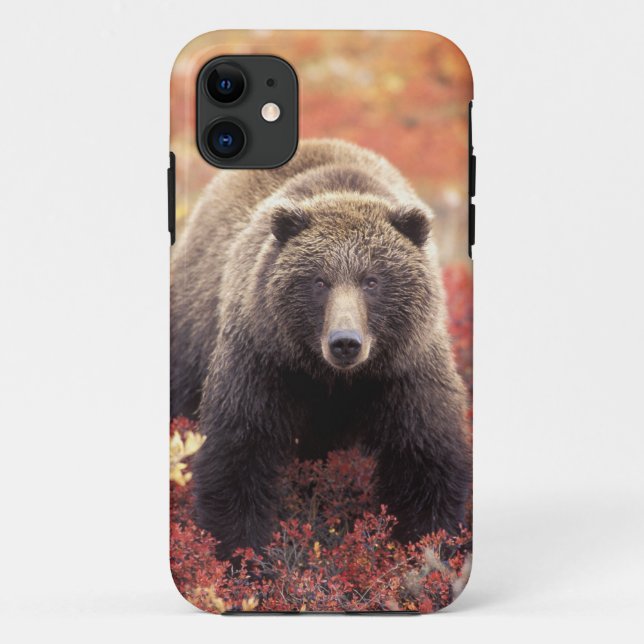 USA, Alaska, Denali NP, female Grizzly Bear Case-Mate iPhone Case (Back)