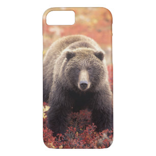 USA, Alaska, Denali NP, female Grizzly Bear iPhone 8/7 Case