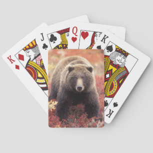 USA, Alaska, Denali NP, female Grizzly Bear Playing Cards