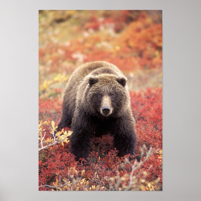 USA, Alaska, Denali NP, female Grizzly Bear Poster (Front)