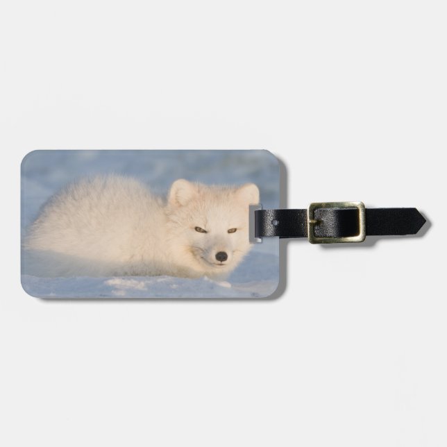 USA, Alaska, Fox Luggage Tag (Front Horizontal)