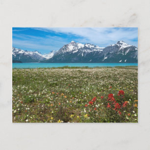 USA, Alaska, Glacier Bay National Park 2 Postcard