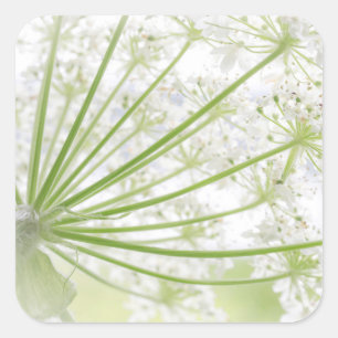 USA, Alaska, Glacier Bay National Park 3 Square Sticker