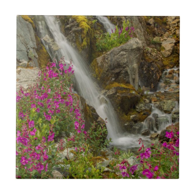 USA, Alaska, Glacier Bay National Park. Fireweed Tile (Front)
