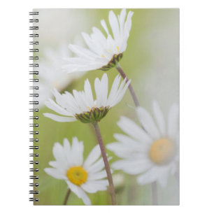 USA, Alaska, Glacier Bay National Park Notebook