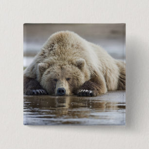 USA, Alaska, Katmai National Park, Brown Bear 15 Cm Square Badge