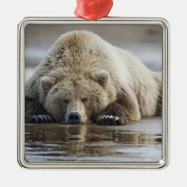 USA, Alaska, Katmai National Park, Brown Bear Metal Tree Decoration (Front)