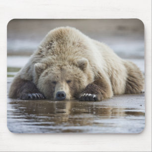 USA, Alaska, Katmai National Park, Brown Bear Mouse Mat