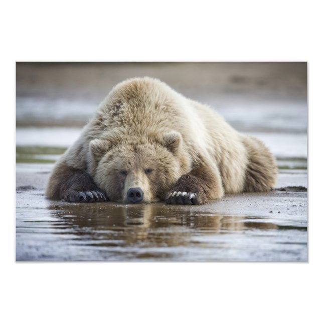 USA, Alaska, Katmai National Park, Brown Bear Photo Print (Front)