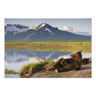 USA, Alaska, Katmai National Park, Brown Bears Photo Print
