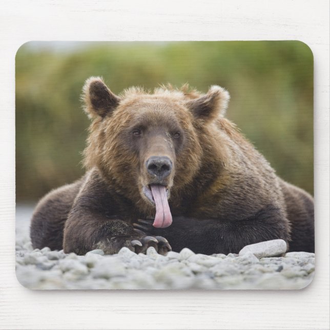 USA, Alaska, Katmai National Park, Kukak Bay, Mouse Mat (Front)