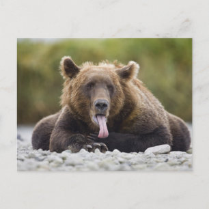 USA, Alaska, Katmai National Park, Kukak Bay, Postcard