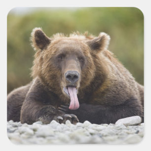 USA, Alaska, Katmai National Park, Kukak Bay, Square Sticker