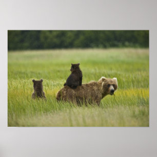 USA, Alaska, Lake Clark National Park. A Poster