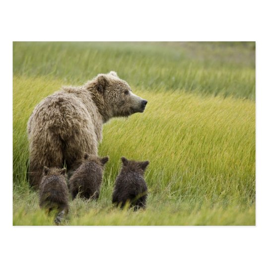 USA, Alaska, Lake Clark National Park. Grizzly Postcard