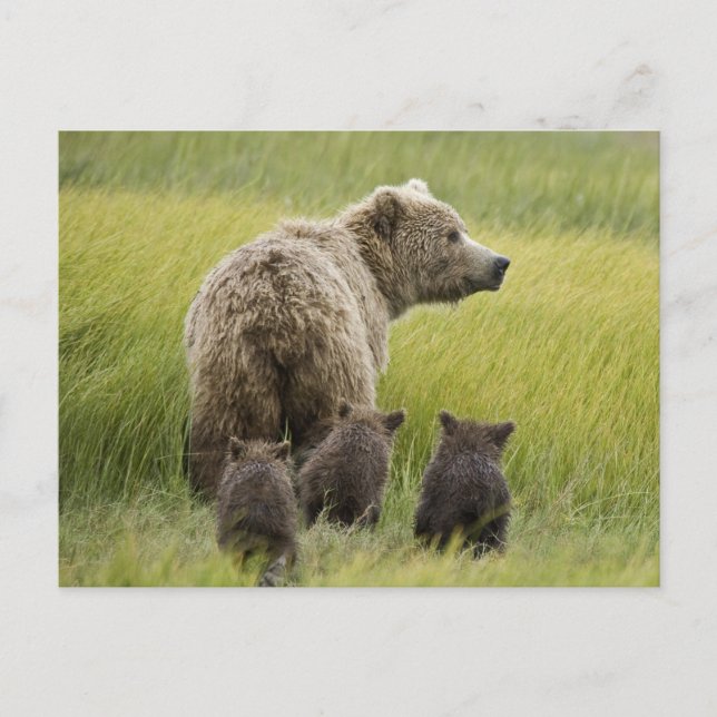 USA, Alaska, Lake Clark National Park. Grizzly Postcard (Front)
