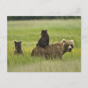 USA, Alaska, Lake Clark National Park Postcard