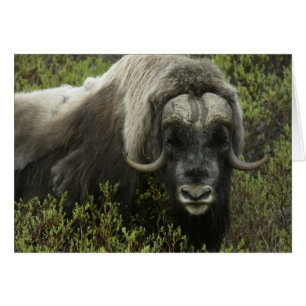 USA, Alaska, Nome. Close-up of musk ox