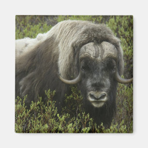 USA, Alaska, Nome. Close-up of musk ox Magnet