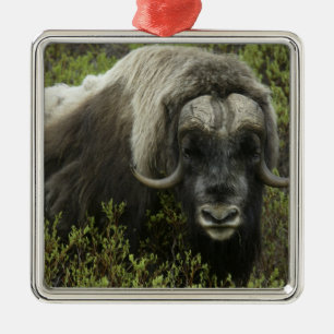 USA, Alaska, Nome. Close-up of musk ox Metal Tree Decoration