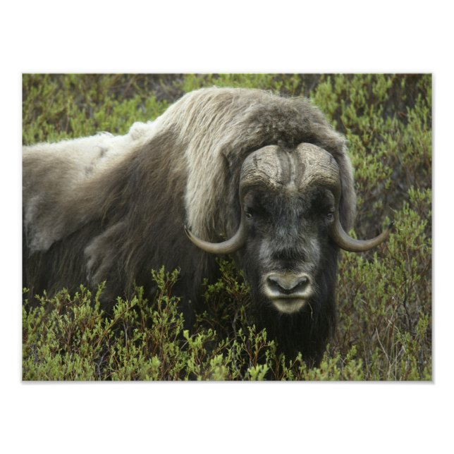 USA, Alaska, Nome. Close-up of musk ox Photo Print (Front)