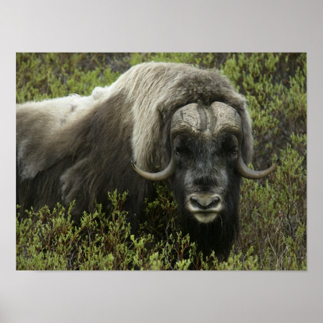 USA, Alaska, Nome. Close-up of musk ox Poster (Front)