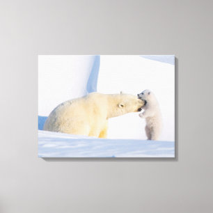 USA, Alaska, North Slope Polar Bears Canvas Print