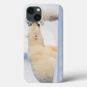 USA, Alaska, North Slope   Polar Bears iPhone 13 Case