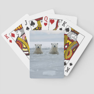 USA, Alaska, North Slope, Polar Bears Playing Cards