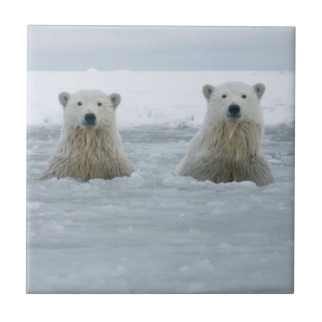 USA, Alaska, North Slope, Polar Bears Tile (Front)