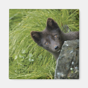 USA, Alaska, Pribilof Islands, St Paul. Blue Magnet