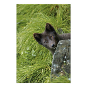 USA, Alaska, Pribilof Islands, St Paul. Blue Photo Print