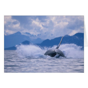 USA, Alaska, Tongass National Forest, Humpback