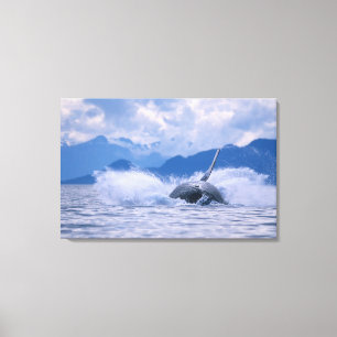 USA, Alaska, Tongass National Forest, Humpback Canvas Print