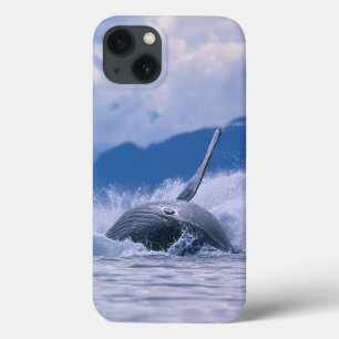 USA, Alaska, Tongass National Forest, Humpback iPhone 13 Case