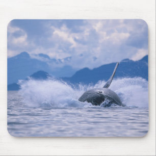 USA, Alaska, Tongass National Forest, Humpback Mouse Mat