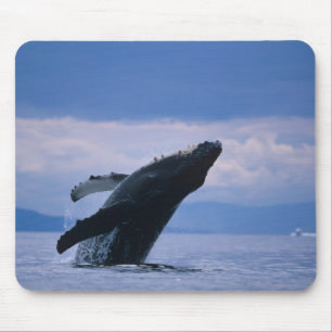 USA, Alaska, Tongass National Forest, Humpback Mouse Mat