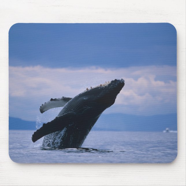 USA, Alaska, Tongass National Forest, Humpback Mouse Mat (Front)